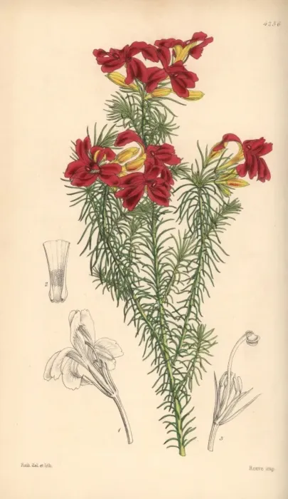 Framed Print : Splendid scarlet-flowered leschenaultia, Leschenaultia Framed Print : Splendid scarlet-flowered leschenaultia, Leschenaultia