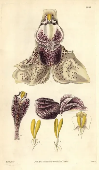 Framed Print : Splendid stanhopea orchid, Stanhopea insignis Framed Print : Splendid stanhopea orchid, Stanhopea insignis