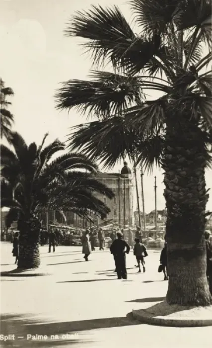 Framed Print : Split - Croatia - Palm Trees Framed Print : Split - Croatia - Palm Trees