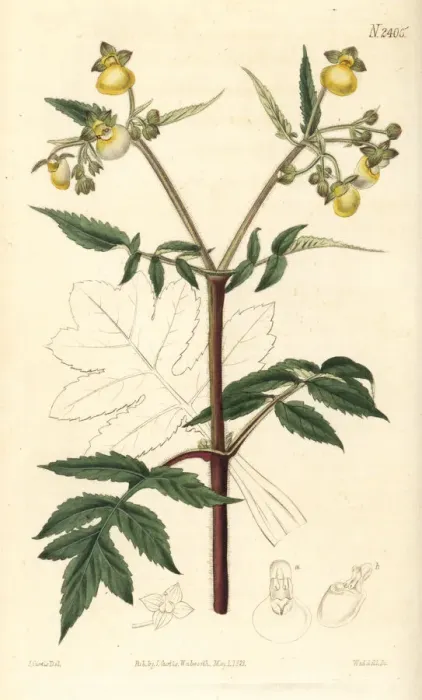 Framed Print : Splitleaf slipperwort, Calceolaria tripartita Framed Print : Splitleaf slipperwort, Calceolaria tripartita