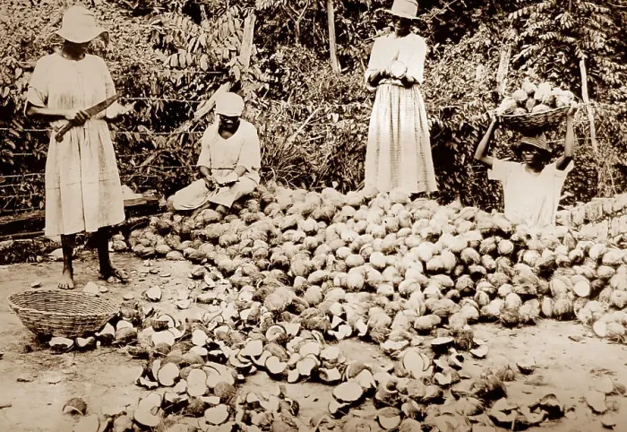 Framed Print : Splitting coconuts, Jamaica Framed Print : Splitting coconuts, Jamaica