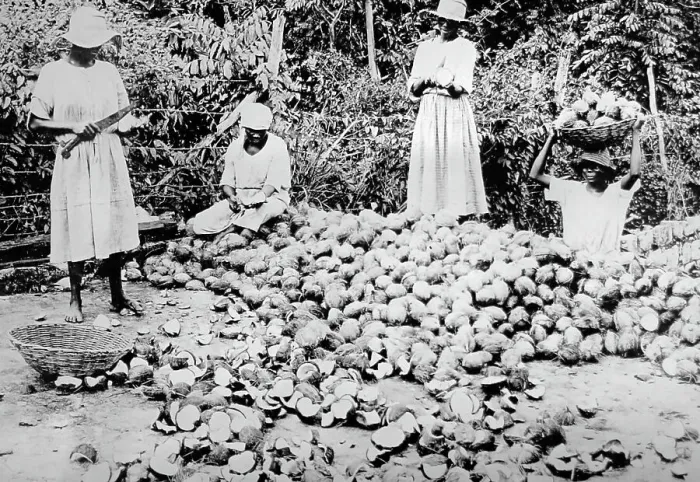 Framed Print : Splitting coconuts Jamaica early 1900s Framed Print : Splitting coconuts Jamaica early 1900s