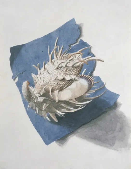 Framed Print : Spodylus americanus, thorny oyster Framed Print : Spodylus americanus, thorny oyster