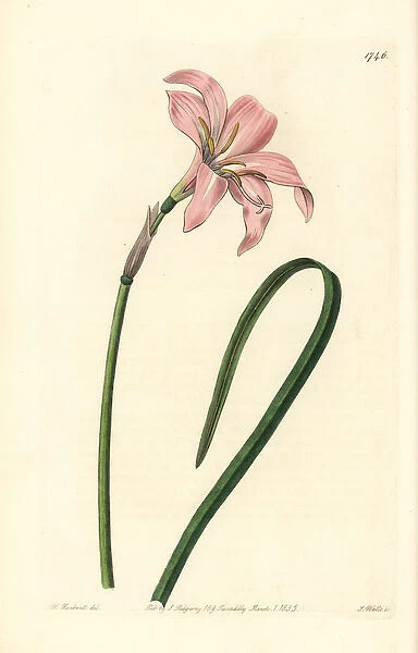Spofforth fairy lily, Zephyranthes spofforthiana