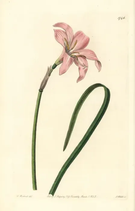 Framed Print : Spofforth fairy lily, Zephyranthes spofforthiana Framed Print : Spofforth fairy lily, Zephyranthes spofforthiana