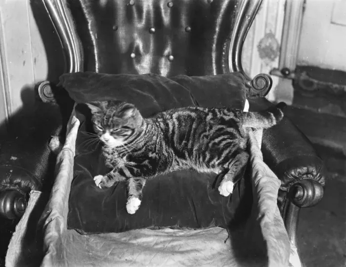Framed Print : SPOILT CAT Framed Print : SPOILT CAT
