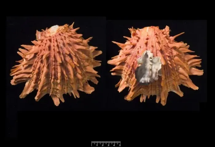 Framed Print : Spondylus pictorum, painted thorny oyster Framed Print : Spondylus pictorum, painted thorny oyster