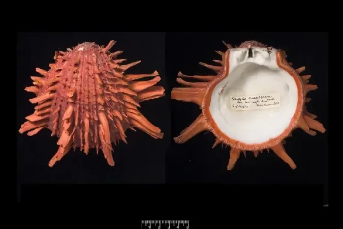 Framed Print : Spondylus pictorum, painted thorny oyster Framed Print : Spondylus pictorum, painted thorny oyster