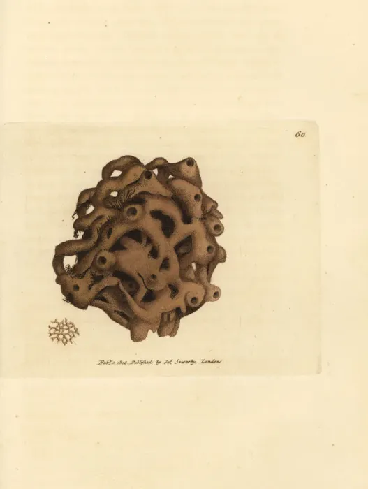 Framed Print : Sponge, Haliclona cinerea Framed Print : Sponge, Haliclona cinerea