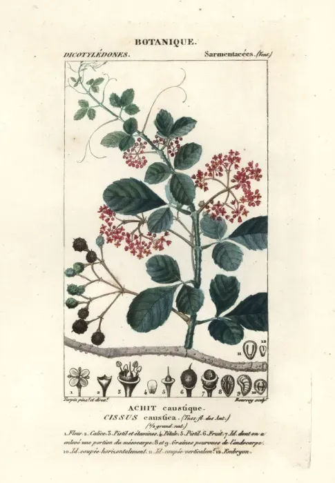 Framed Print : Spoonleaf treebine, Cissus obovata Framed Print : Spoonleaf treebine, Cissus obovata