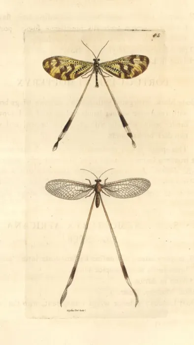 Framed Print : Spoonwings, Nemoptera bipennis and Nemopterella africana Framed Print : Spoonwings, Nemoptera bipennis and Nemopterella africana