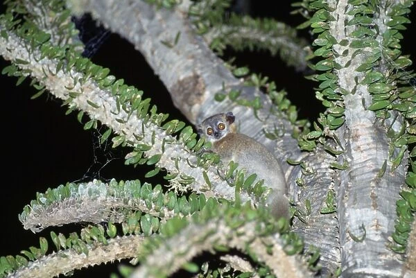 Sportive Lemur - in Didierea Tree - at night