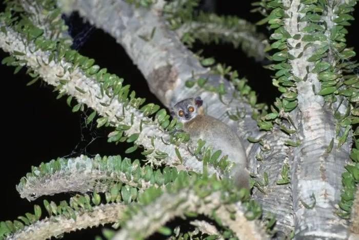 Framed Print : Sportive Lemur - in Didierea Tree - at night Framed Print : Sportive Lemur - in Didierea Tree - at night