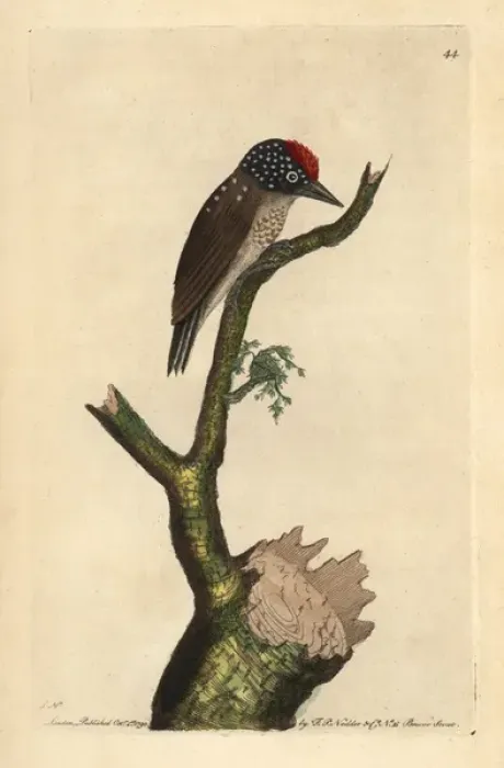 Framed Print : Spot-breasted woodpecker or least woodpecker Framed Print : Spot-breasted woodpecker or least woodpecker