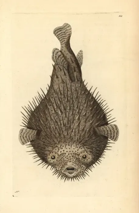 Framed Print : Spot-fin porcupinefish, Diodon hystrix Framed Print : Spot-fin porcupinefish, Diodon hystrix