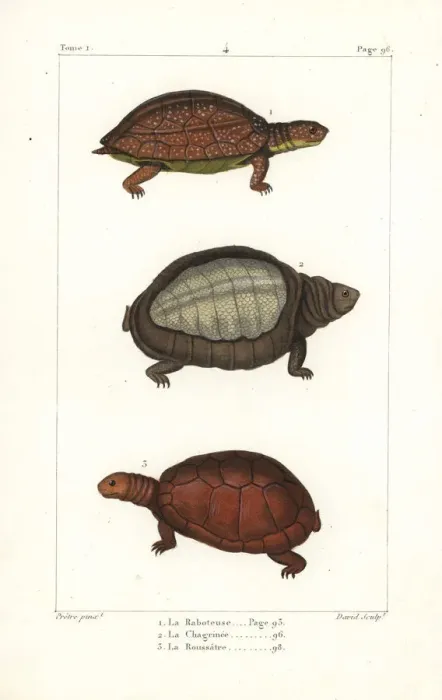 Framed Print : Spot legged, flapshell and helmeted turtles Framed Print : Spot legged, flapshell and helmeted turtles
