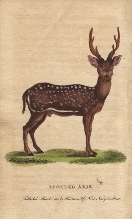 Framed Print : Spotted axis, chital, cheetal, spotted deer Framed Print : Spotted axis, chital, cheetal, spotted deer