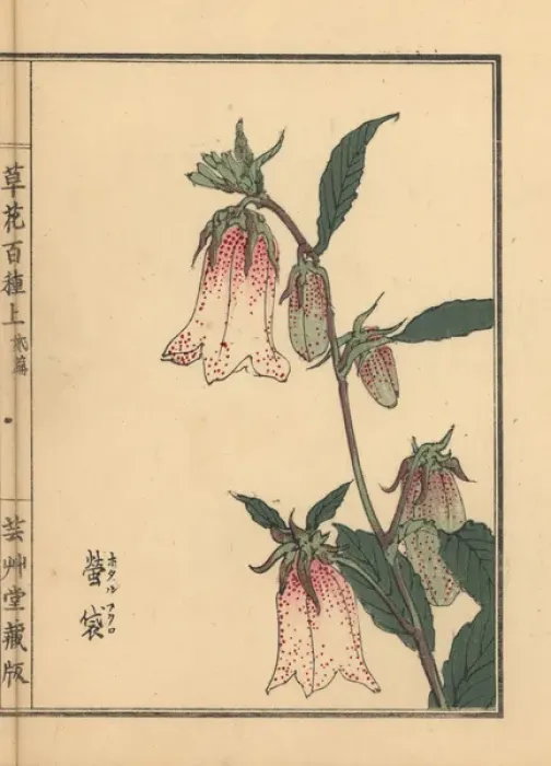 Framed Print : Spotted bellflower, Campanula punctata Framed Print : Spotted bellflower, Campanula punctata