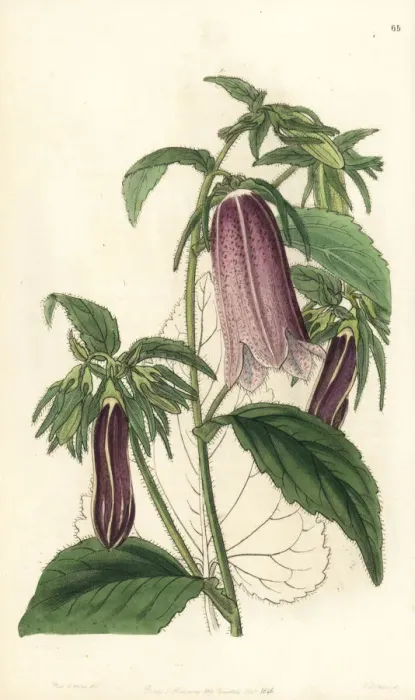 Framed Print : Spotted bellflower, Campanula punctata Framed Print : Spotted bellflower, Campanula punctata