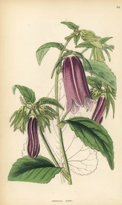 Framed Print : Spotted bellflower, Campanula punctata Framed Print : Spotted bellflower, Campanula punctata