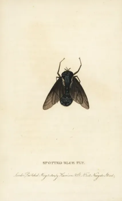 Framed Print : Spotted blue fly of New South Wales Framed Print : Spotted blue fly of New South Wales
