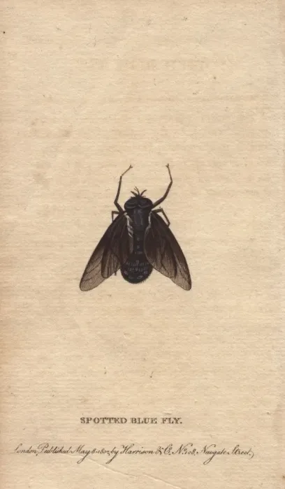 Framed Print : Spotted blue fly of New South Wales, Rutilia species Framed Print : Spotted blue fly of New South Wales, Rutilia species
