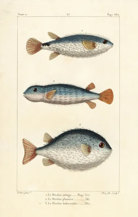 Framed Print : Spotted burrfish and long-spine porcupinefish Framed Print : Spotted burrfish and long-spine porcupinefish