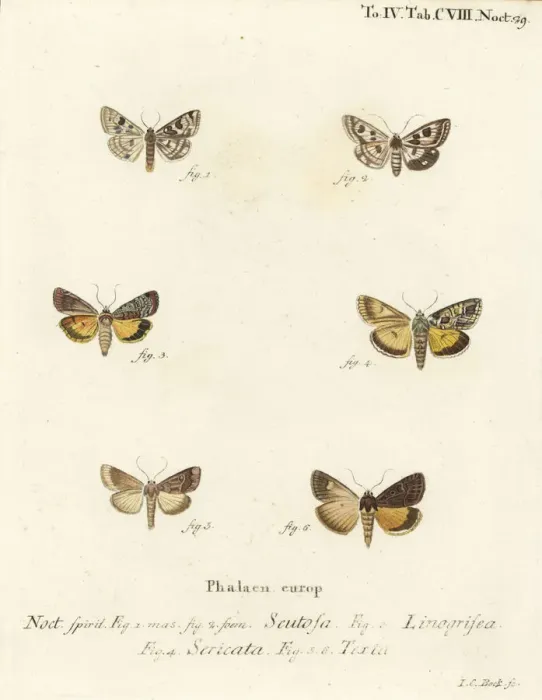 Framed Print : Spotted clover, Guernsey underwing, straw underwing, etc Framed Print : Spotted clover, Guernsey underwing, straw underwing, etc