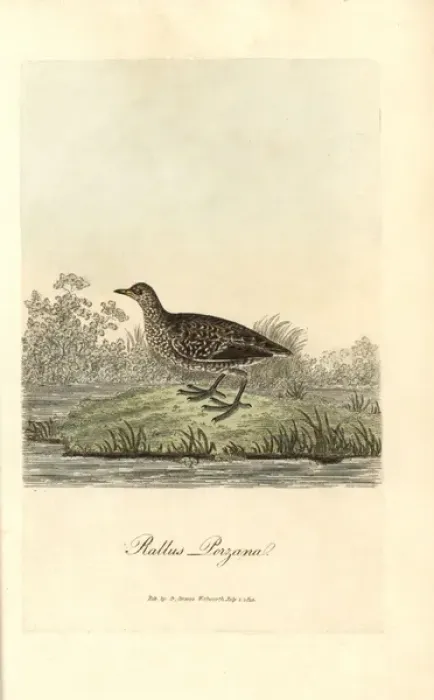 Framed Print : Spotted crake, Porzana porzana Framed Print : Spotted crake, Porzana porzana