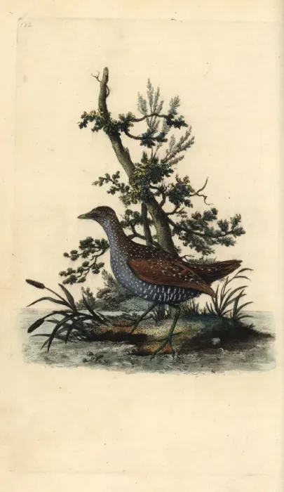 Framed Print : Spotted crake, Porzana porzana Framed Print : Spotted crake, Porzana porzana