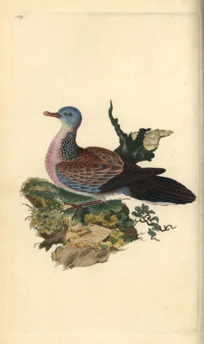 Framed Print : Spotted dove or pancou, Spilopelia chinensis Framed Print : Spotted dove or pancou, Spilopelia chinensis