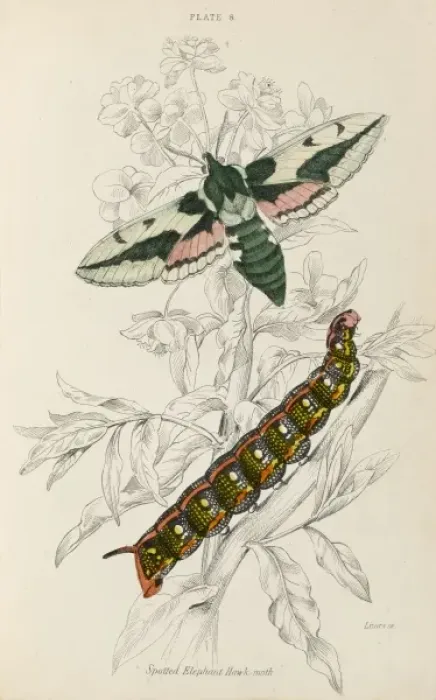 Framed Print : Spotted Elephant Moth Framed Print : Spotted Elephant Moth