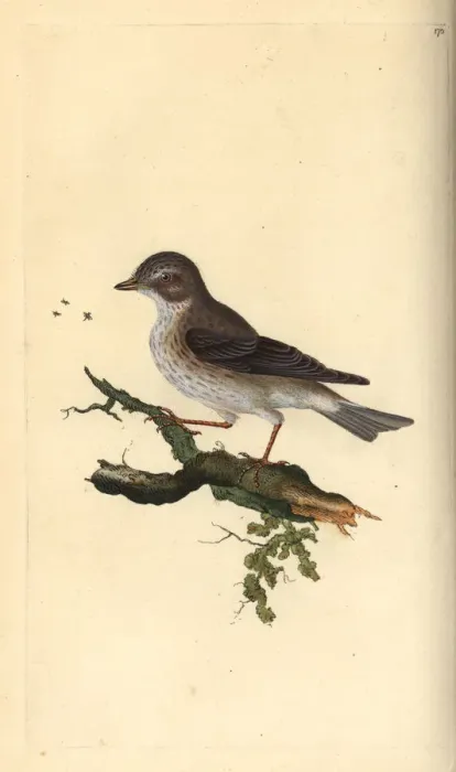Framed Print : Spotted flycatcher, Muscicapa striata Framed Print : Spotted flycatcher, Muscicapa striata