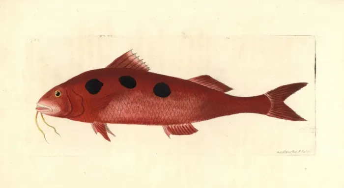 Framed Print : Spotted goatfish, Pseudupeneus maculatus Framed Print : Spotted goatfish, Pseudupeneus maculatus