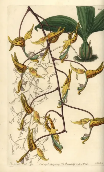 Framed Print : Spotted gongora orchid, Gongora maculata Framed Print : Spotted gongora orchid, Gongora maculata