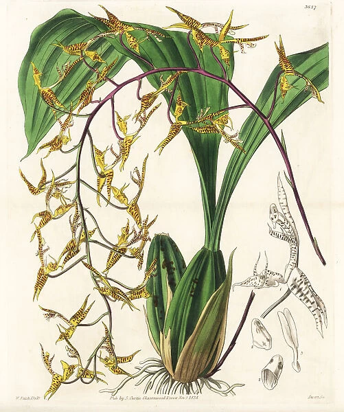 Spotted gongora orchid, Gongora maculata