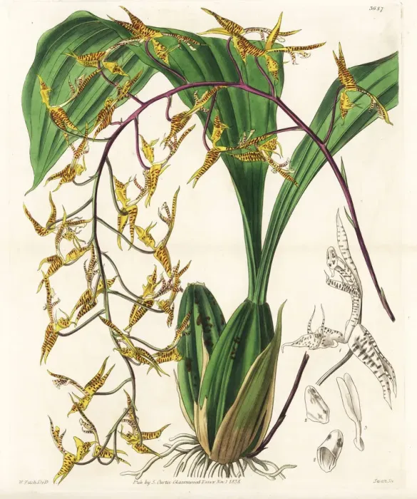 Framed Print : Spotted gongora orchid, Gongora maculata Framed Print : Spotted gongora orchid, Gongora maculata