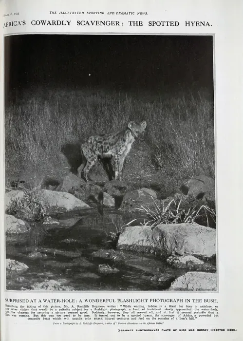 Framed Print : Spotted Hyena Framed Print : Spotted Hyena