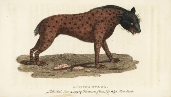 Framed Print : Spotted hyena, Crocuta crocuta Framed Print : Spotted hyena, Crocuta crocuta