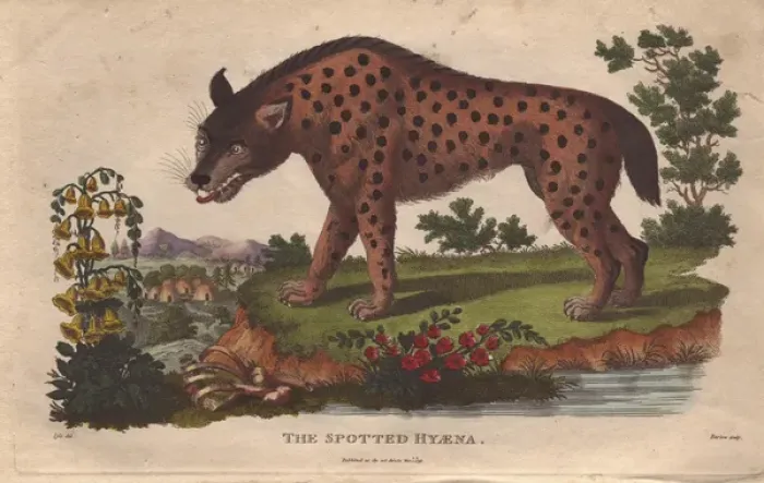 Framed Print : Spotted hyena, Crocuta crocuta Framed Print : Spotted hyena, Crocuta crocuta