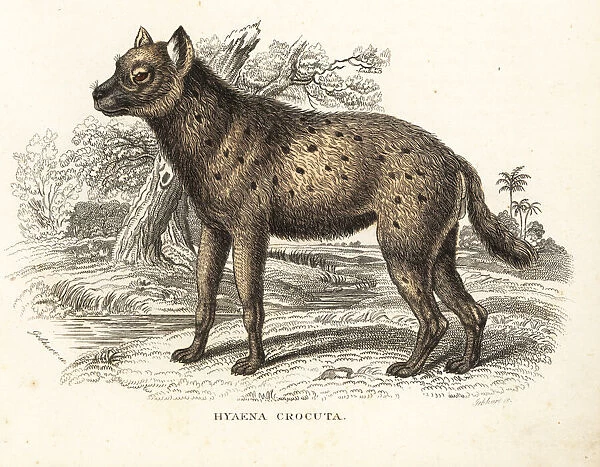 Spotted hyena, Crocuta crocuta