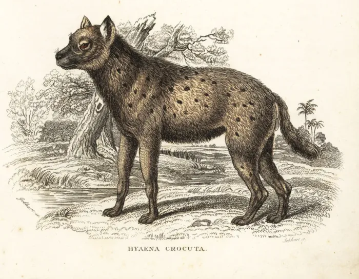 Framed Print : Spotted hyena, Crocuta crocuta Framed Print : Spotted hyena, Crocuta crocuta