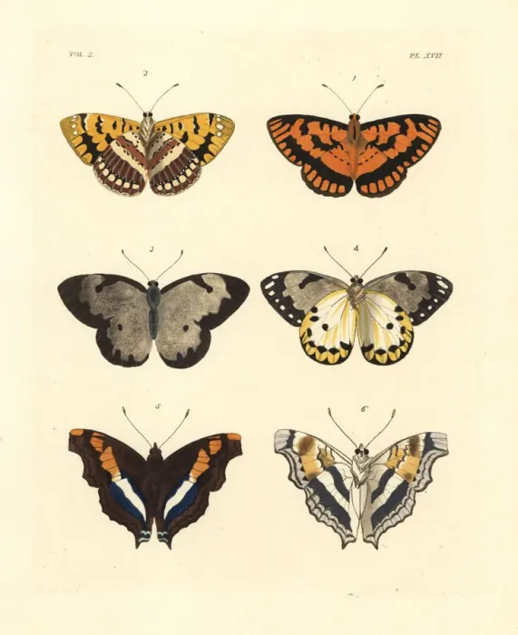 Framed Print : Spotted joker, calypso white and silver emperor butterflies Framed Print : Spotted joker, calypso white and silver emperor butterflies