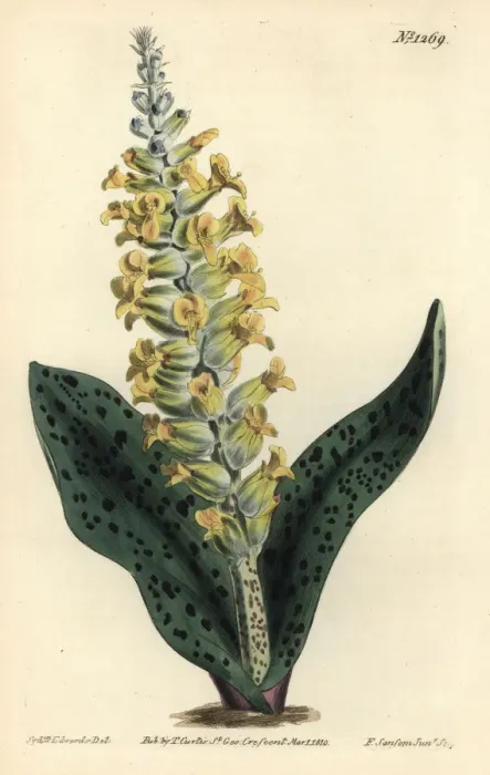 Framed Print : Spotted leaved orchis-like lachenalia, Lachenalia orchioides Framed Print : Spotted leaved orchis-like lachenalia, Lachenalia orchioides
