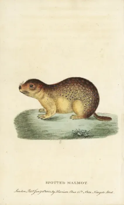 Framed Print : Spotted marmot, Spermophilus suslicus Framed Print : Spotted marmot, Spermophilus suslicus