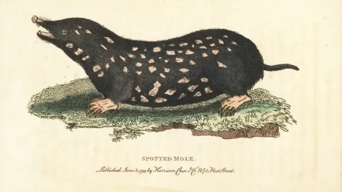 Framed Print : Spotted mole, Talpa europaea Framed Print : Spotted mole, Talpa europaea