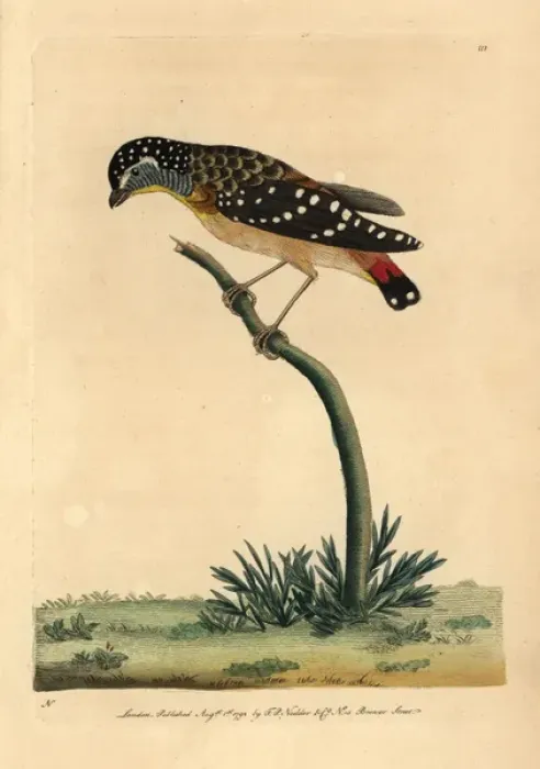 Framed Print : Spotted pardalote, Pardalotus punctatus Framed Print : Spotted pardalote, Pardalotus punctatus