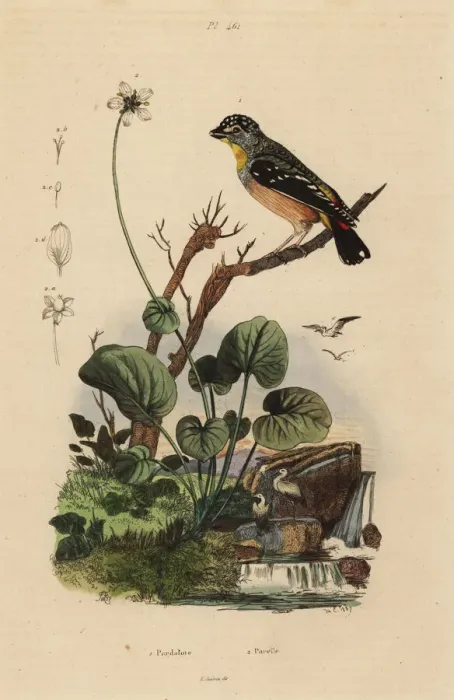 Framed Print : Spotted pardalote, Pardalotus punctatus Framed Print : Spotted pardalote, Pardalotus punctatus