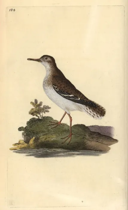 Framed Print : Spotted sandpiper, Actitis macularia Framed Print : Spotted sandpiper, Actitis macularia