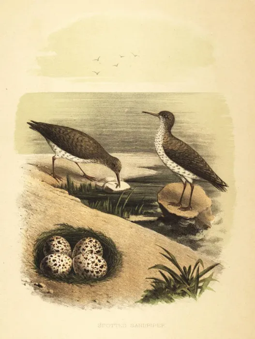 Framed Print : Spotted sandpiper, Actitis macularius